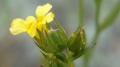 Linum corymbulosum