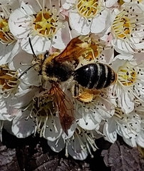 Andrena prunorum