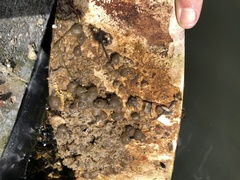 Molgula manhattensis