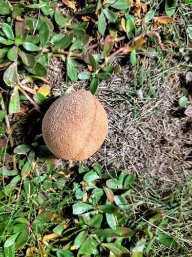 Chinese horse-chestnut (Aesculus chinensis)