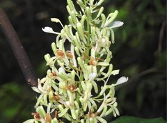 Alpinia galanga