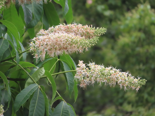 Chinese horse-chestnut (Aesculus chinensis)