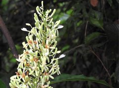 Alpinia galanga
