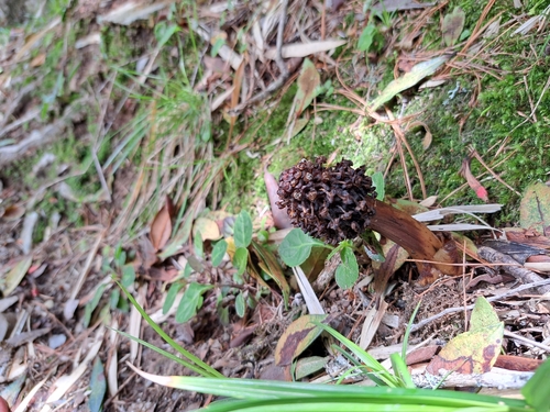 Image of Balanophora harlandii by (c) vrxz, some rights reserved (CC BY-SA)