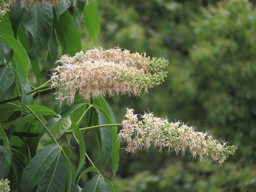 Aesculus chinensis, photograph 6