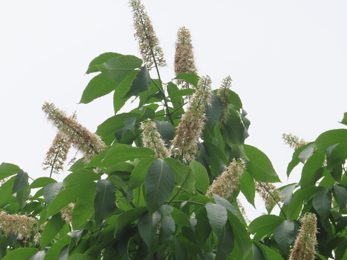 Aesculus chinensis, photograph 4