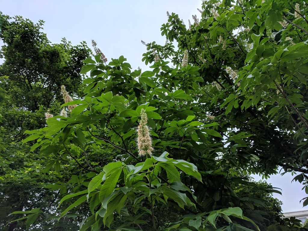 Chinese horse-chestnut (Aesculus chinensis)