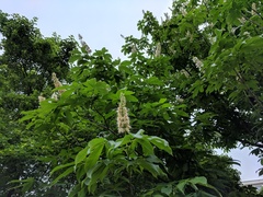 Aesculus chinensis, photograph (c) Jiao Sun (孙娇), some rights reserved (CC BY)