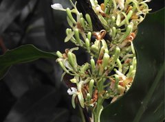 Alpinia galanga