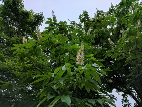 Aesculus chinensis, photograph 1