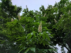 Aesculus chinensis, photograph (c) Jiao Sun (孙娇), some rights reserved (CC BY)