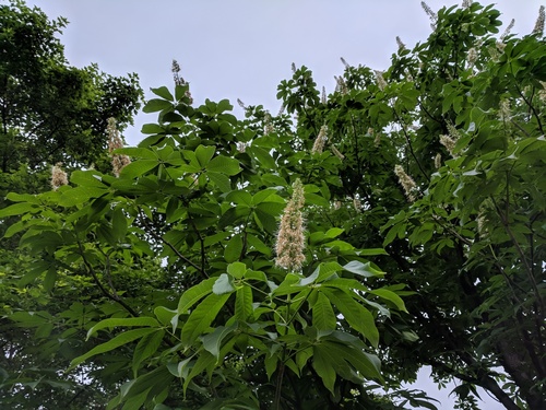 Aesculus chinensis, photograph 2
