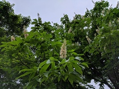 Aesculus chinensis, photograph (c) Jiao Sun (孙娇), some rights reserved (CC BY)