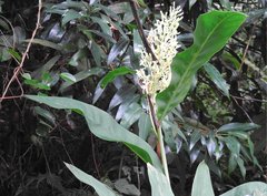 Alpinia galanga