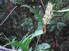 Alpinia galanga