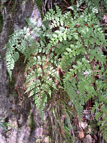 Athyrium atkinsonii observed 2024-06-21
