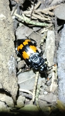 Nicrophorus guttulus