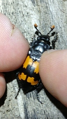 Nicrophorus guttulus