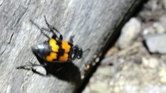 Nicrophorus guttulus