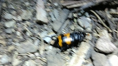 Nicrophorus guttulus