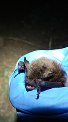 Myotis volans