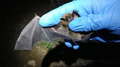 Myotis volans
