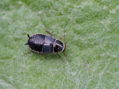 Phyllodromica megerlei