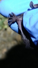 Myotis volans