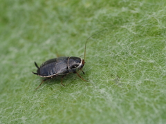 Phyllodromica megerlei