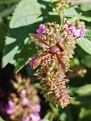 Physocephala burgessi