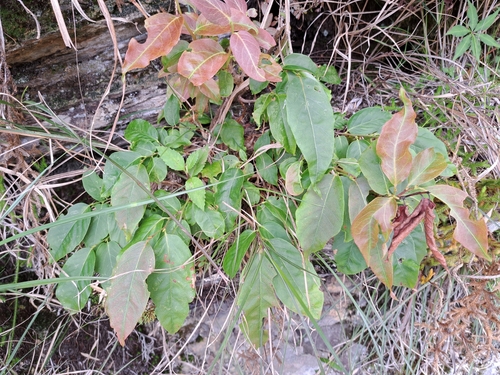 Image of Lyonia ovalifolia by (c) vrxz, some rights reserved (CC BY-SA)