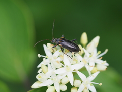 Cortodera humeralis