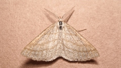 Perconia strigillaria