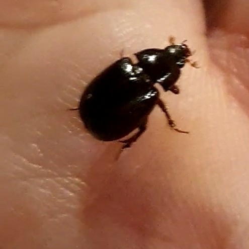 Illiger's Scavenger Scarab