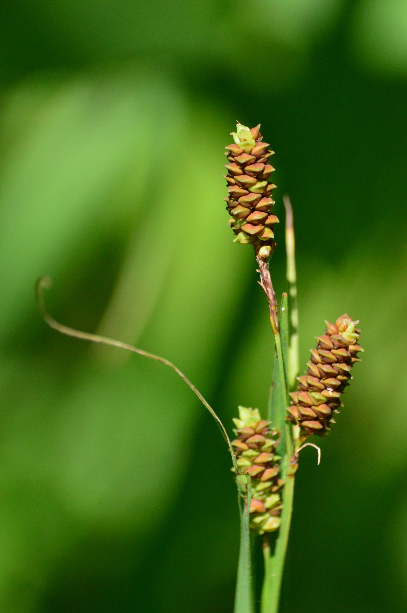 Carex shortiana