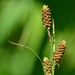 Short's Sedge - Photo (c) Mark Kluge, some rights reserved (CC BY-NC), uploaded by Mark Kluge