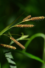 Carex shortiana