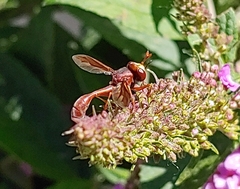 Physocephala burgessi