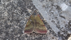 Phytometra viridaria