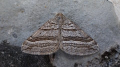 Scotopteryx coarctaria