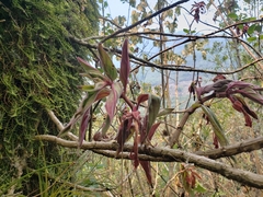 Columnea schiedeana