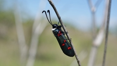 Zygaena lavandulae