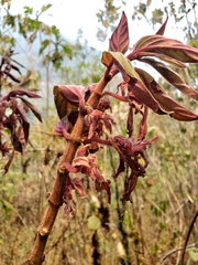 Columnea schiedeana