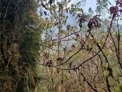 Columnea schiedeana
