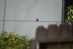 Haemorhous mexicanus