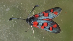 Zygaena rhadamanthus