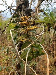 Campylocentrum micranthum