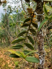 Campylocentrum micranthum