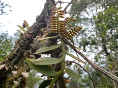 Campylocentrum micranthum