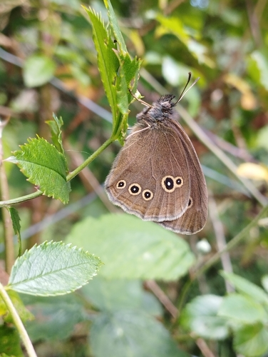 Aphantopus hyperantus